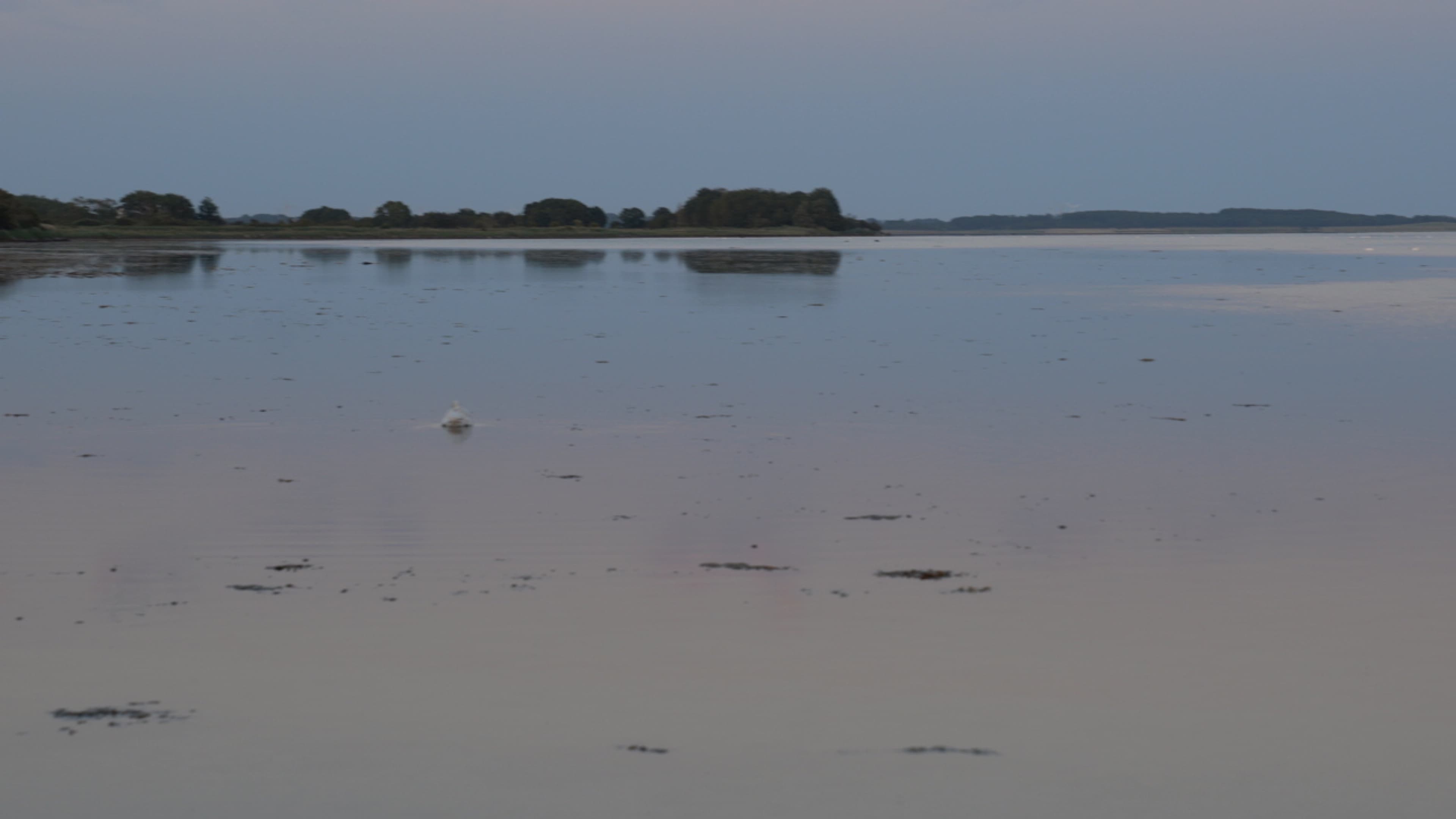 Still water at dusk in the South Funen Archipelago, a low wooded shore on the horizon
